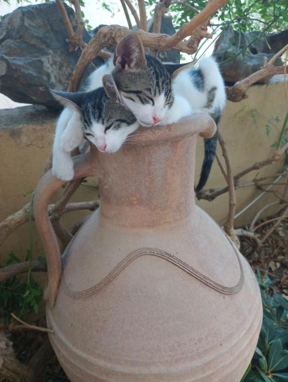 Callista sea view or garden - 14