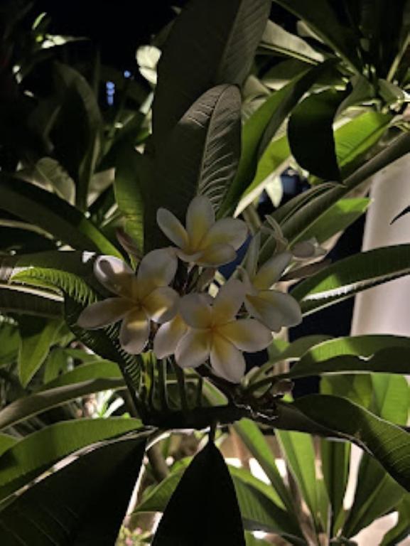 Callista sea view or garden - 15