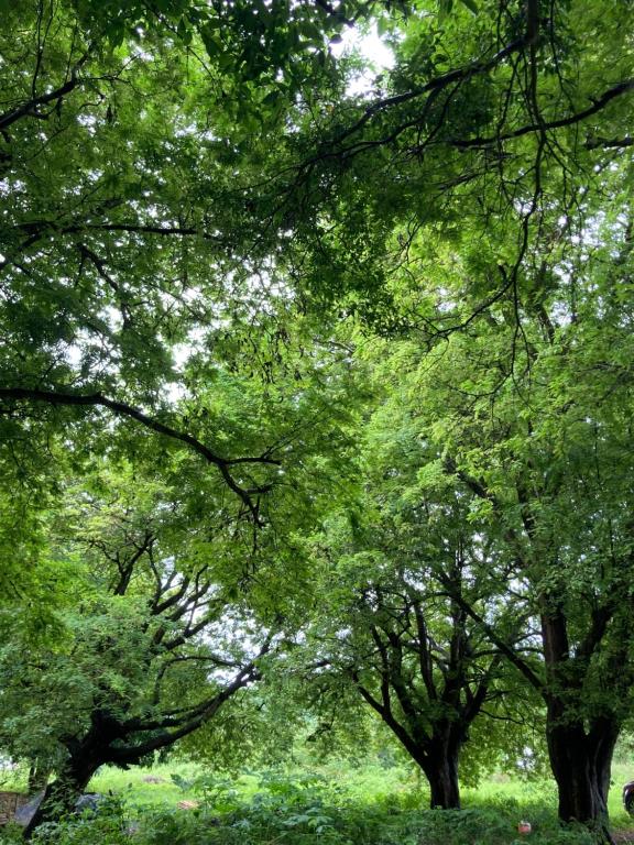 Paesaggio naturale nelle vicinanze dell'affittacamere