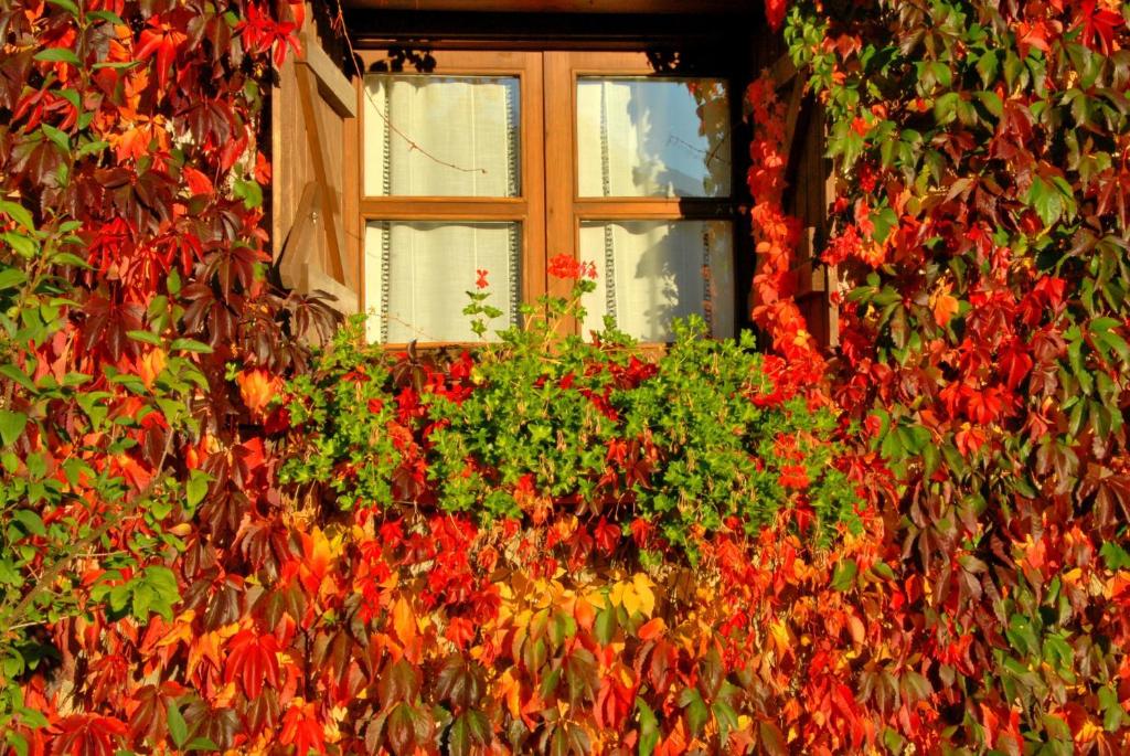 Zahrada ubytování Hotel Selba d'Ansils