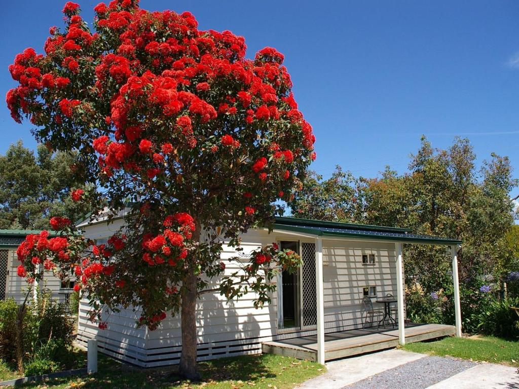 a red flowering tree in front of a house at Beauty Point Tourist Park in Beauty Point