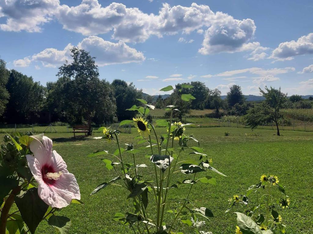 Zahrada ubytování Apartmani Petrović SEMČE Suva Planina