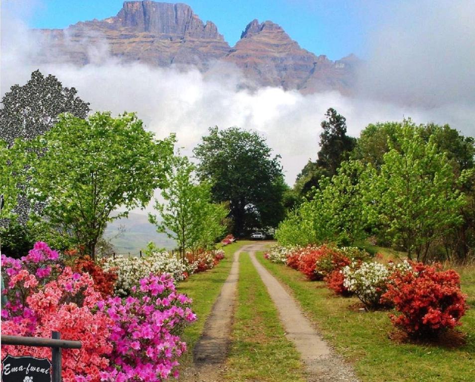 einen Garten mit Blumen und einem Berg im Hintergrund in der Unterkunft Emafweni in Champagne Valley