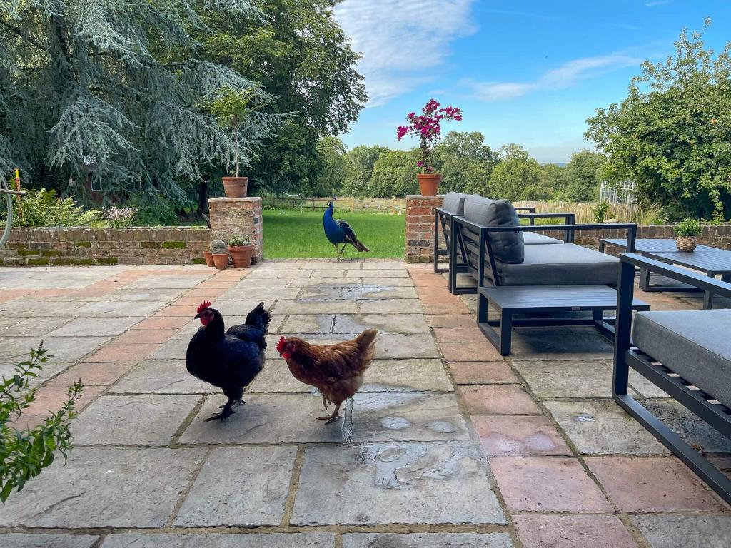 three chickens walking on a patio with a bench at Furzedown Farm House in Hythe
