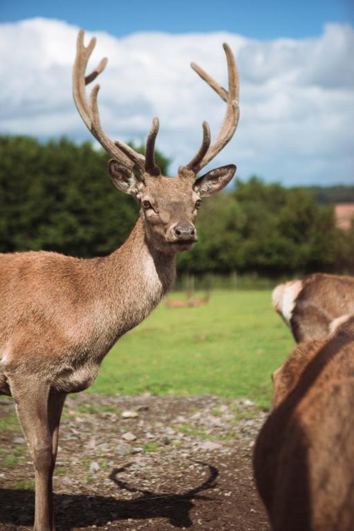 Altri animali domestici presso il campeggio o nei dintorni