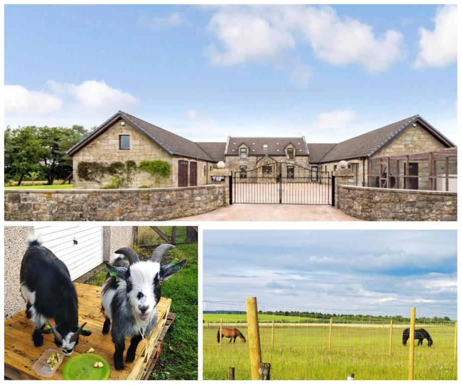 two pictures of a house with goats in front of it at Cottage with Panoramic Views in Kirk of Shotts