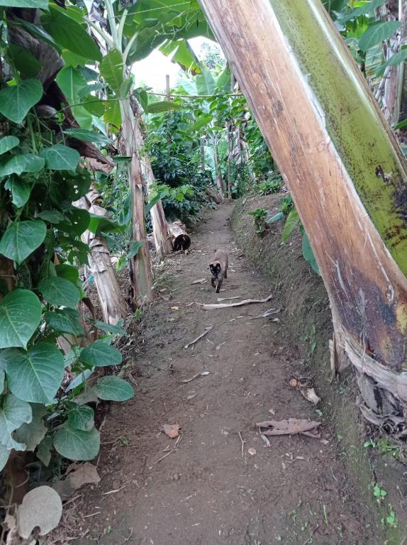 Zahrada ubytování Alojamiento Rural Jardín Consentido