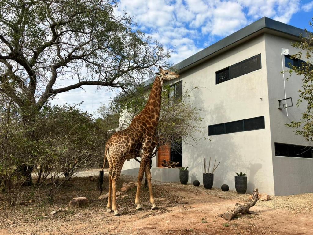 una giraffa in piedi di fronte a un edificio di Birdsong Kruger a Marloth Park