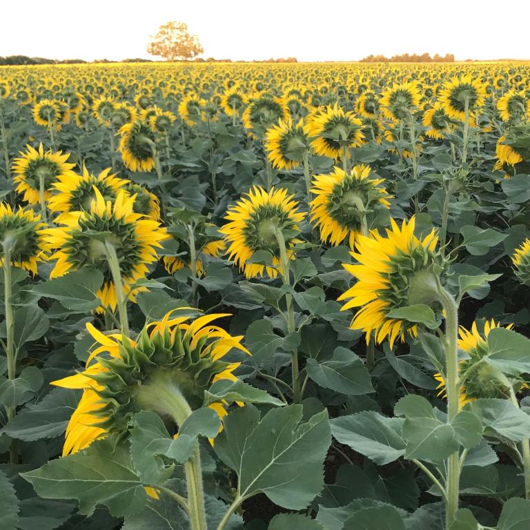 a field of sunflowers in a field at Chambres d&#39;Hôtes Bienvenue in LʼAbsie