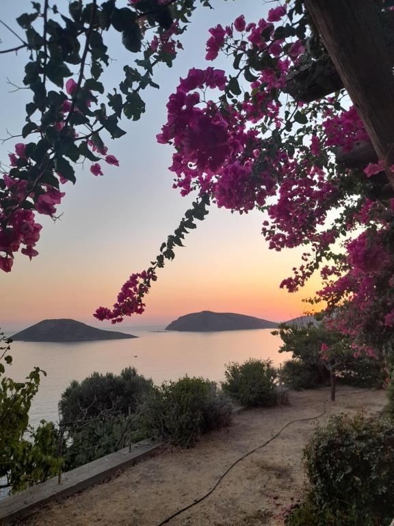 a view of the ocean from a tree with pink flowers at Niotis Studios in Kalymnos