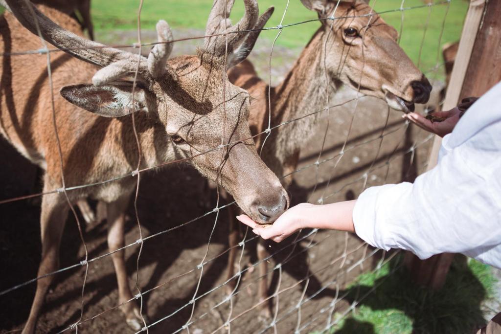 Altri animali domestici presso il campeggio o nei dintorni