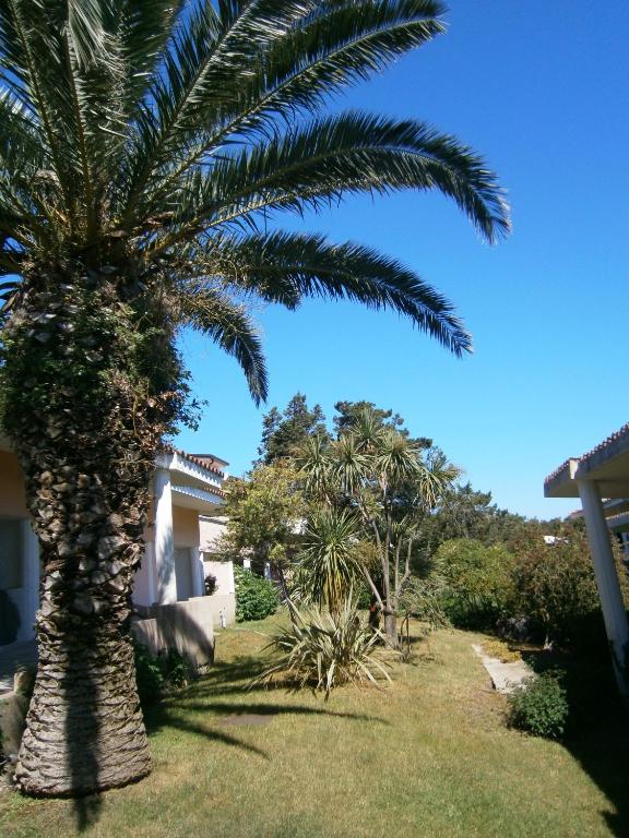 a palm tree in a yard next to a house at Appartamenti Il Giardino in Porto Rotondo