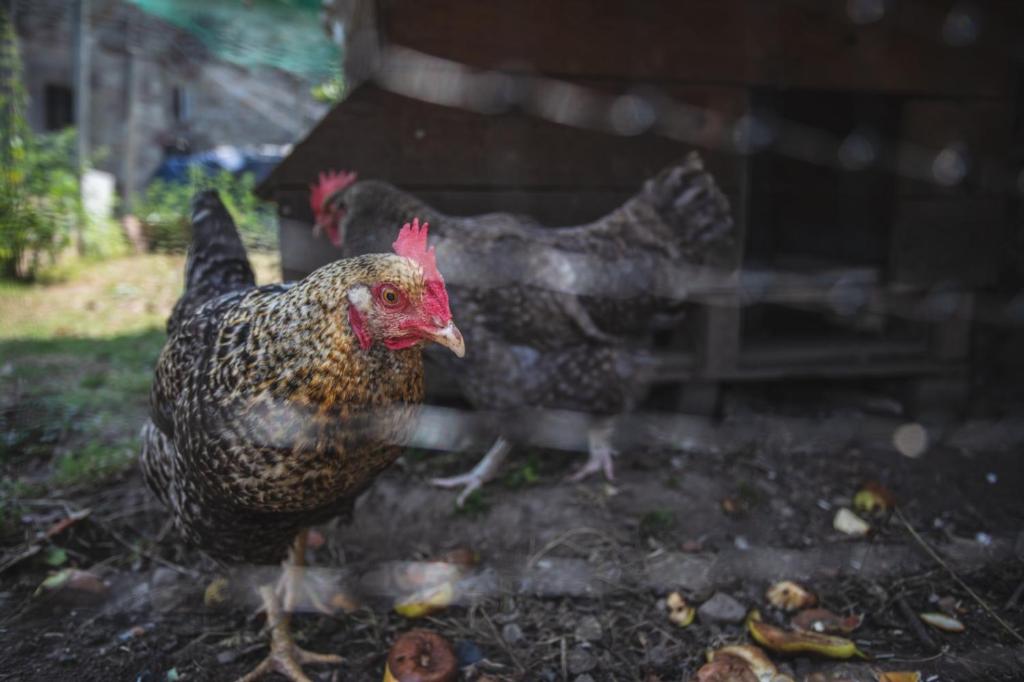 Zvieratá vo vidieckom dome alebo blízkom okolí