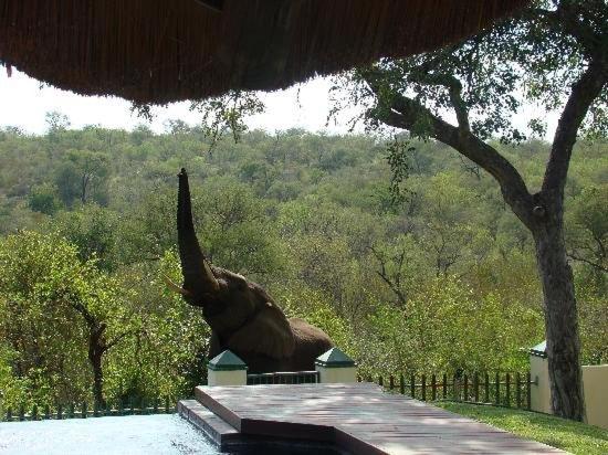 een olifant die op een hek staat met zijn slurf in de lucht bij Muweti Bush Lodge in Grietjie Wildreservaat