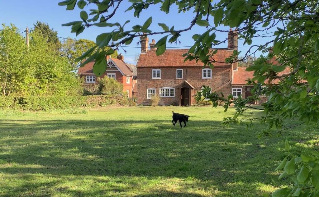 a black dog walking in a field in front of a house at Two Sides Cottage in Lymington