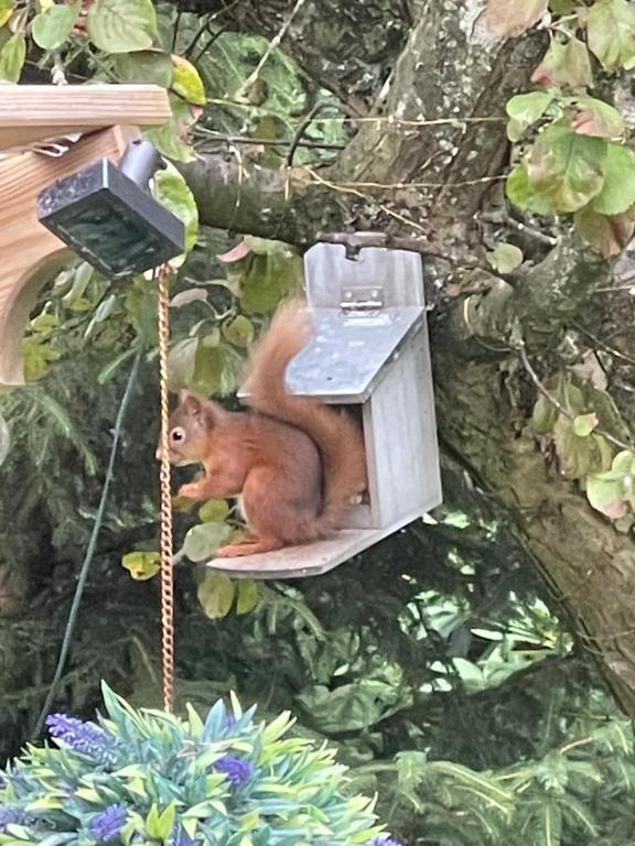 a red squirrel sitting in a bird house at Drummond Neuk - Pets Welcome! in Inverness