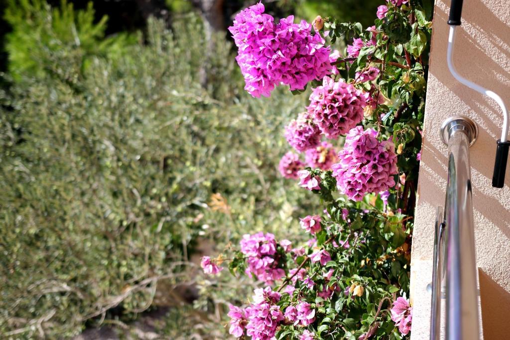 Zahrada ubytování Apartments by the sea Zaboric, Sibenik - 468
