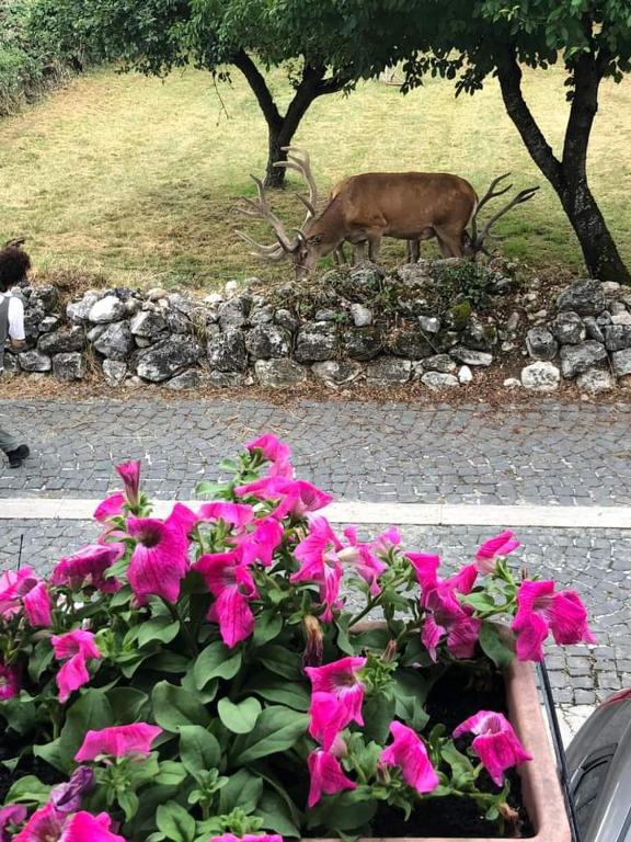 Zahrada ubytování Casa vacanze Daniela