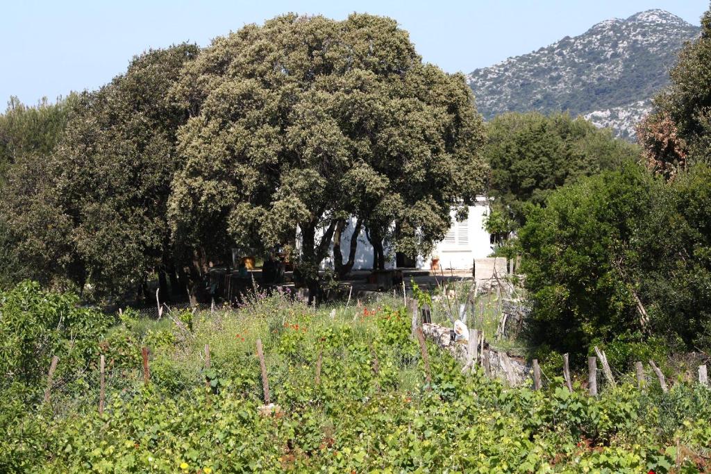 a large tree in the middle of a field at Seaside secluded apartments Cove Blaca, Mljet - 615 in Saplunara