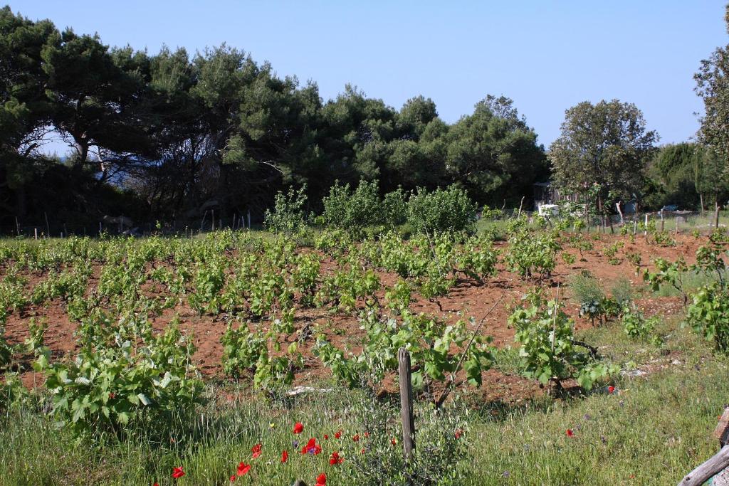 a garden with red flowers in a field at Seaside secluded apartments Cove Blaca, Mljet - 615 in Saplunara