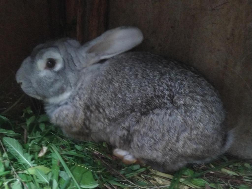 Zvířata v ubytování v soukromí nebo okolí
