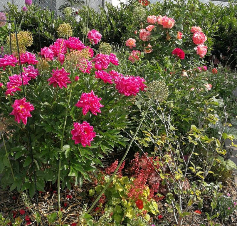 Zahrada ubytování Villa Peony