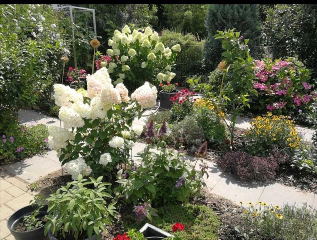 Zahrada ubytování Villa Peony