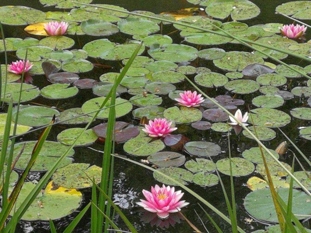 Zahrada ubytování Villa Peony