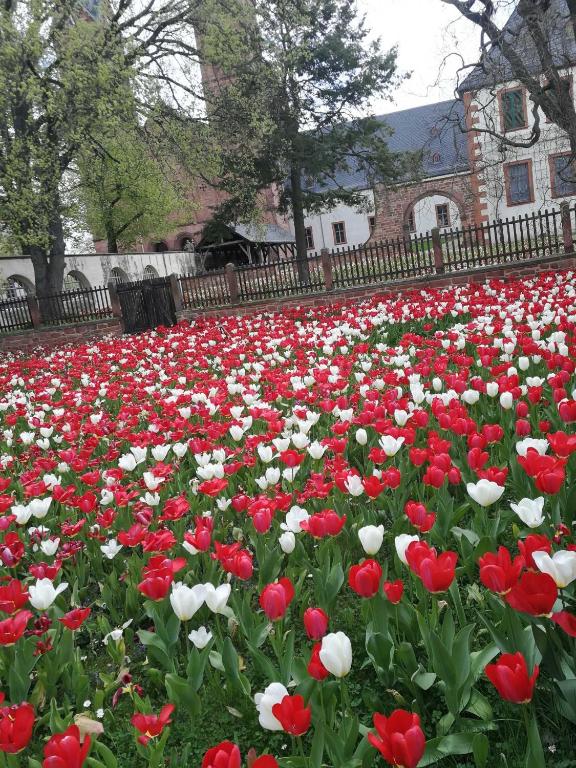 Zahrada ubytování Villa Peony