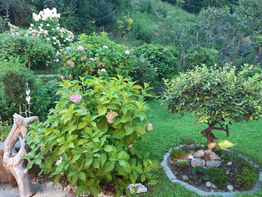a garden with two trees and a bush with flowers at TOP Garden View in Volders