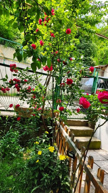 Jardí fora de Borjomi Nest