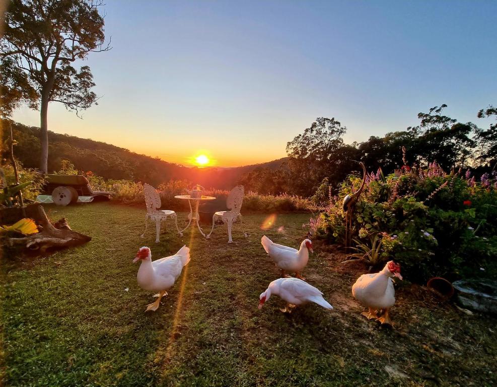 un grupo de pollos caminando en un patio al atardecer en The House of the Rising Sun, en Tallebudgera