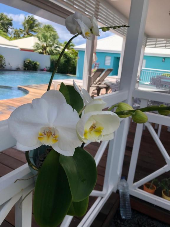 a vase filled with white flowers on a porch at Hôtel La Christophine in Saint-François