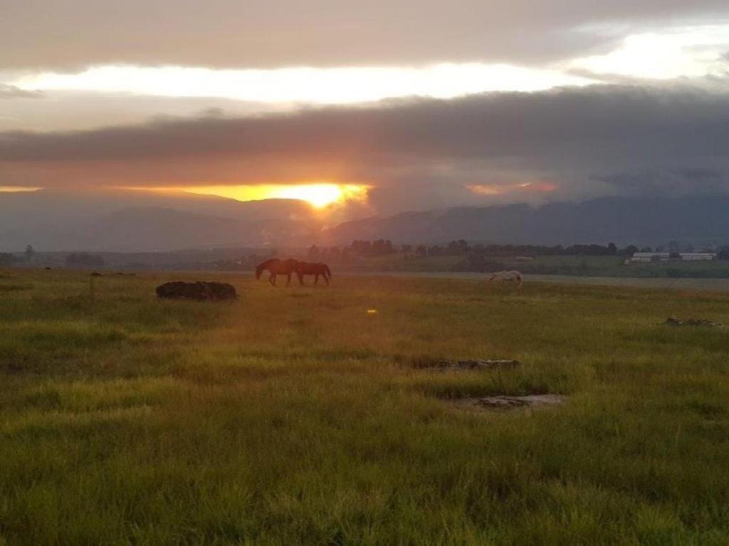 Animales en el departamento o alrededores