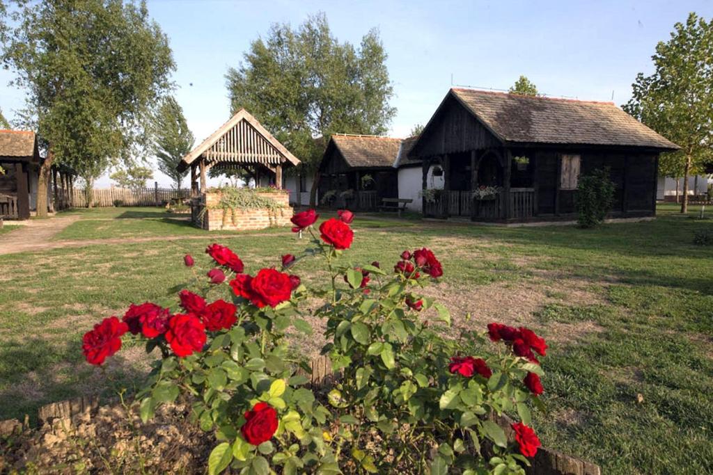 eine Gruppe roter Rosen vor einem Gebäude in der Unterkunft Rooms with a parking space Tordinci, Slavonija - 15159 in Tordinci