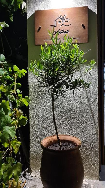 a small plant in a pot next to a wall at Cretan House Antonis in Kamilari