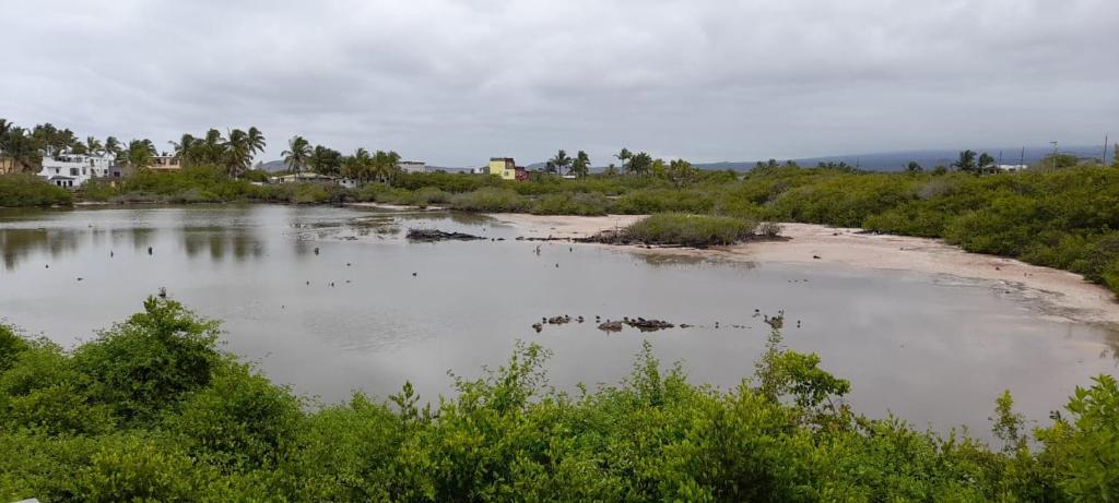 a large body of water with a beach and houses at My House in Puerto Villamil