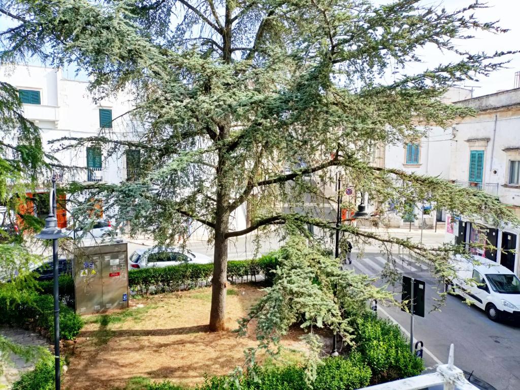 un albero sul lato di una strada di Da Zio Lello a Martina Franca