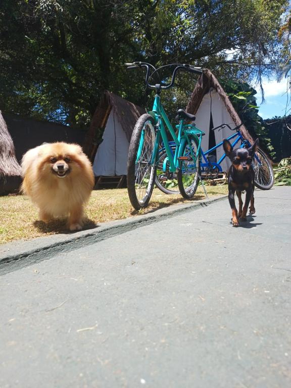 two dogs walking down a street next to a bike at Tropical Casa Ubatuba in Ubatuba