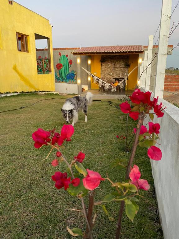 Lemmikki tai lemmikkejä, jotka yöpyvät majoituspaikassa Casa Vale do Sol