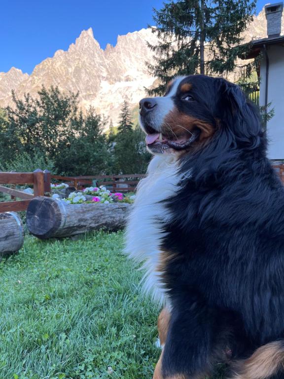 a black and white dog sitting in the grass at Hotel La Grange - Animal Chic Hotel in Courmayeur