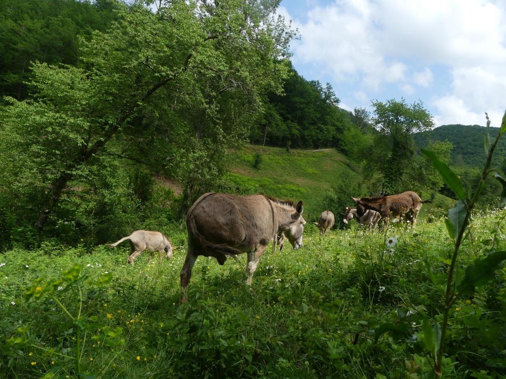 Zvířata v bed and breakfast nebo okolí