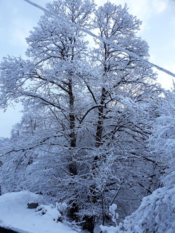 Casa all'Alpe Gaggetto B & B v zime