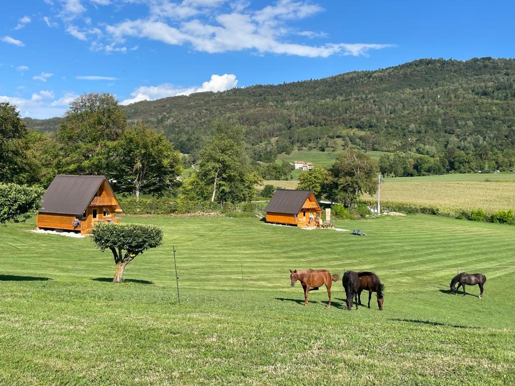 Állatok az apartmanban vagy a közelben