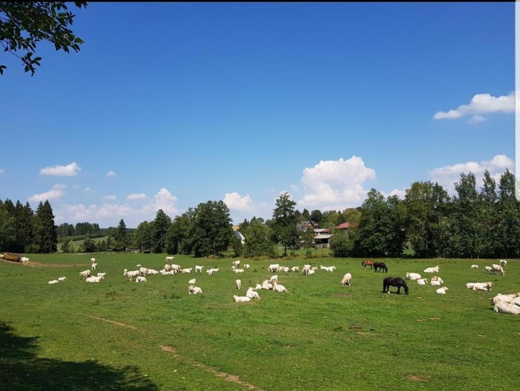 Zvířata v hotelu nebo okolí
