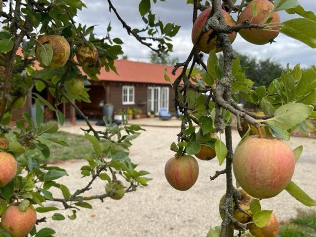 un montón de manzanas colgando de un árbol en Walnut Tree Cottage Barn en Toppesfield