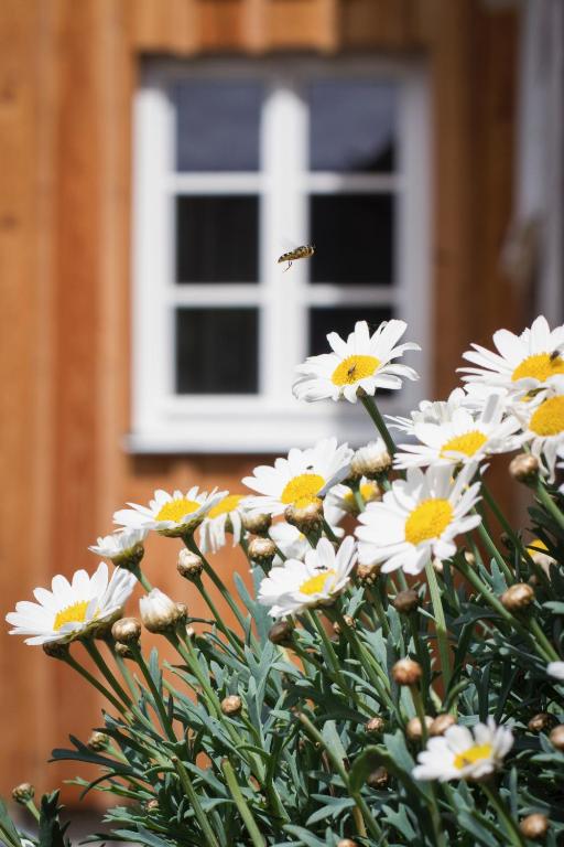 a bee flying over white flowers in front of a window at Kulturdenkmal Umgebinde1657 in Bad Schandau