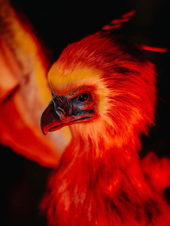 - la fermeture d'un oiseau rouge et orange dans l'établissement 