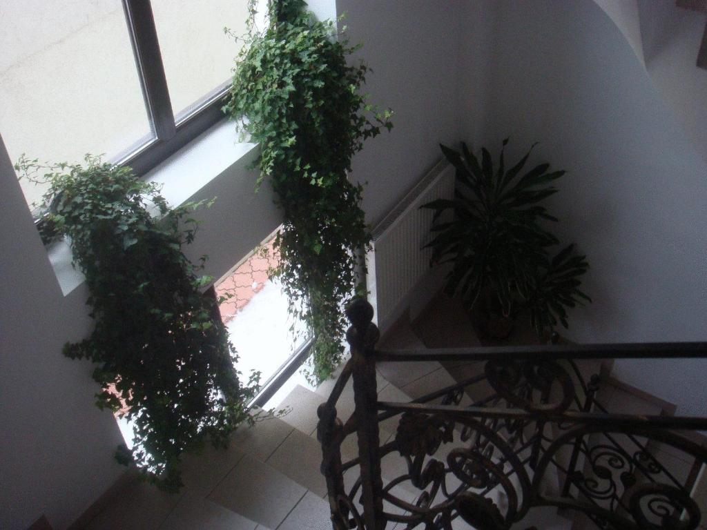 Villa Edera Residence - Gazda Profesionista - Resim 30