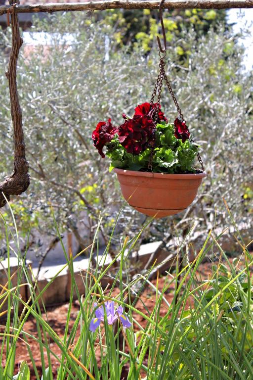 a hanging flower pot with red flowers in it at Double Room Krk 5294b in Krk